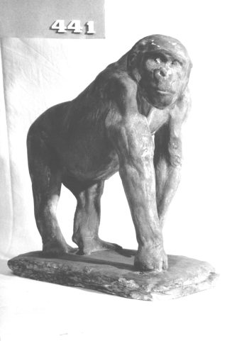 Gorilla-Dame "Susi"