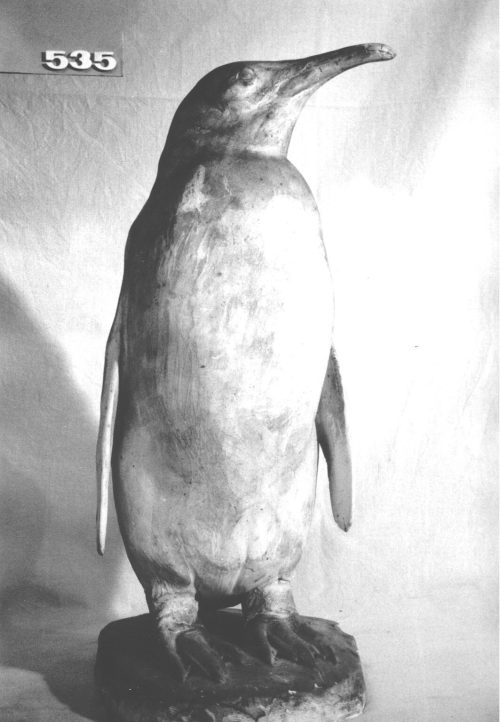Josef Pallenberg (Künstler*in), Königspinguin, 1902-1946