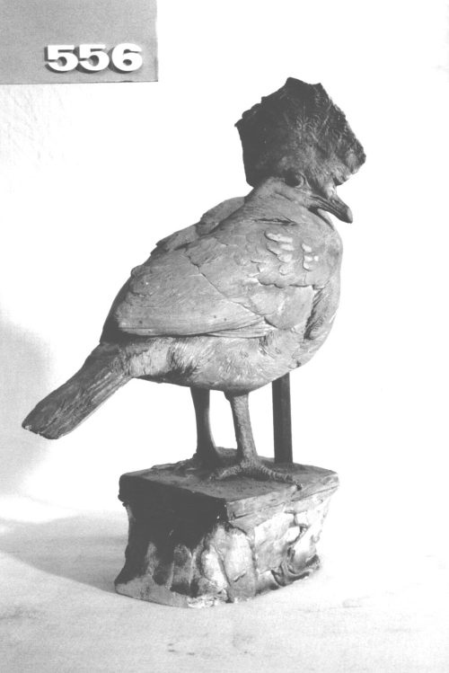 Josef Pallenberg (Künstler*in), Kronentaube, 1902-1946