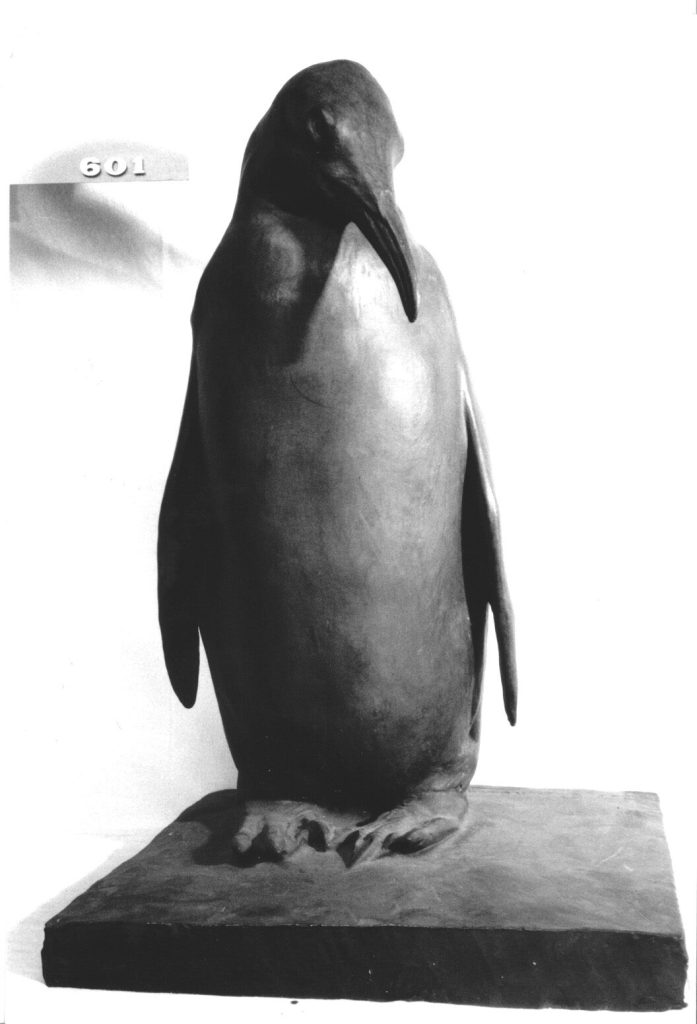 Königspinguin