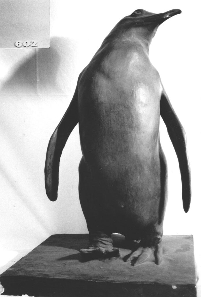 Königspinguin