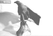 Adler, sich streckend