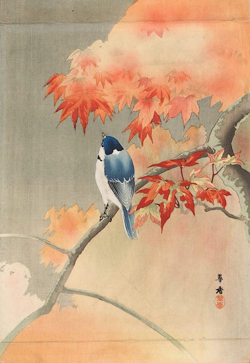 Kakō Tsuji (Künstler*in), Blaumeise auf herbstlichem Zweig, 19. Jahrhundert