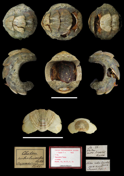 Lischke (Sammler*in), Chiton rubrolineatus