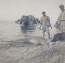 Beschriftung auf der Rückseite: "Seehund Capri 1903"