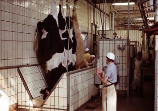 Szenenfoto, Triptychon mit Rindern, 1990