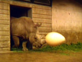 Szenenfoto, Eggtime, 1981