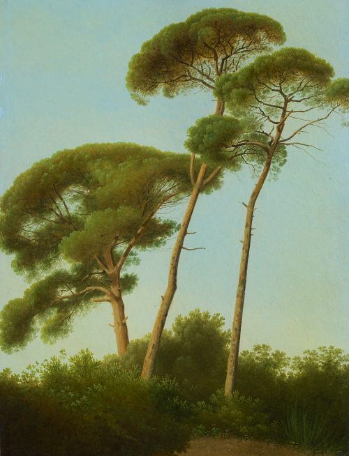 Joseph August Knip (Künstler*in), Pinien (Studie), ca. 1812