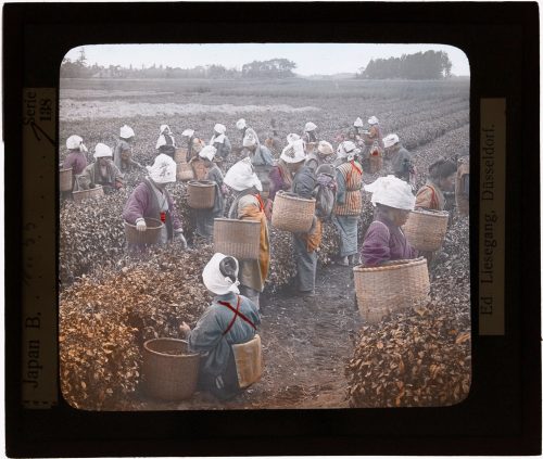 Pflückerinnen auf Feld (möglicherweise Teeanbau) in Japan, Anfang 20. Jahrhundert