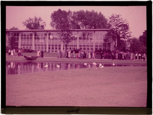 Glasdia, Garten mit einem Glasgebäude, Flamingos und Menschen, Anfang 20. Jahrhundert