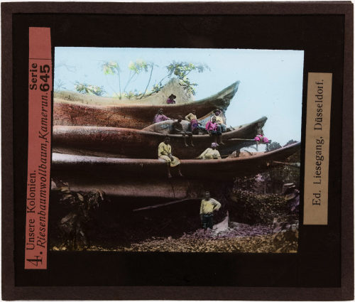 Riesenbaumwollbaum, Kamerun, 1913