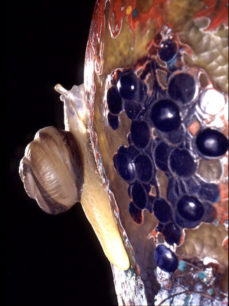 Vase "Vigne et escargots" Detail