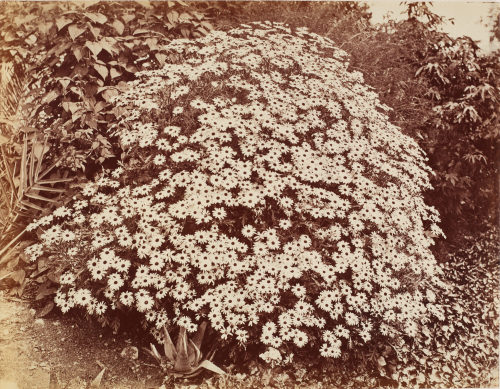 Eugène Atget (Künstler*in), Margeriten, ca. 1900