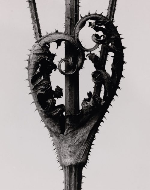 Karl Blossfeldt (Künstler*in), Dipsacus laciniatus. Weberdistel, 4mal vergrößert, 1900–1928