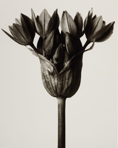 Karl Blossfeldt (Künstler*in), Allium Ostrowskianum. Blütendolde einer Knoblauchpflanze, 6mal vergrößert, 1900–1928