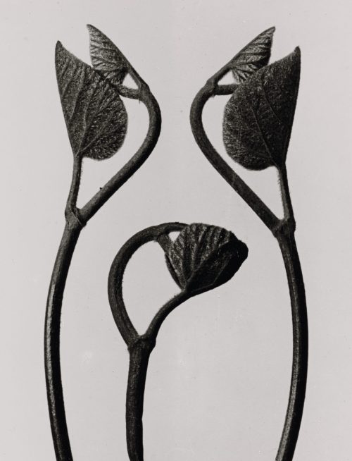 Karl Blossfeldt (Künstler*in), Aristolochia specialis. Osterluzei. Junger Rankentrieb, 8mal vergrößert, 1900–1928