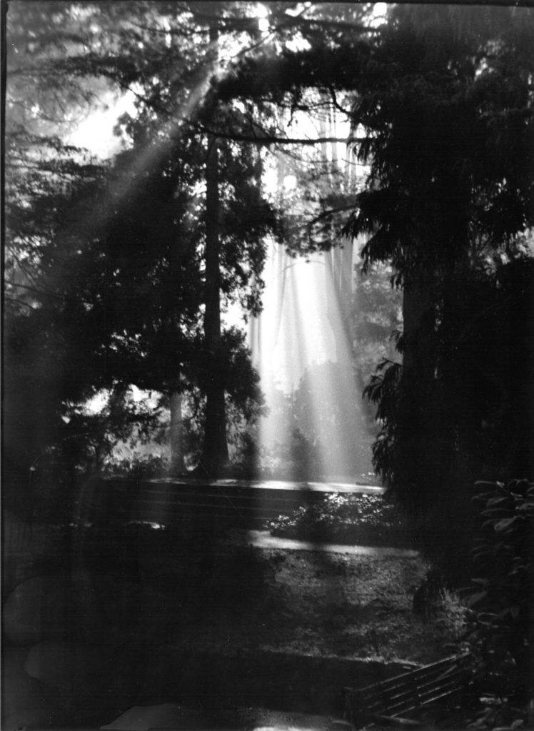 Sonnenlicht im Garten des Kurfürsten