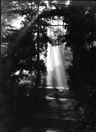 Sonnenlicht im Garten des Kurfürsten