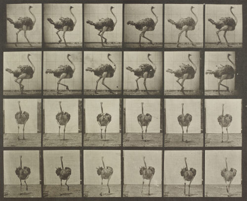 Eadweard Muybridge (Künstler*in), Vogelstrauß gehend, Animal Locomotion, Platte 772, 1872–1885