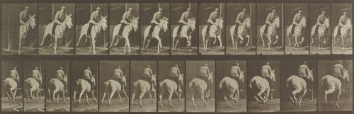 Eadweard Muybridge (Künstler*in), „Pandora“ galoppierend, gesattelt, Animal Locomotion, Platte 635, 1872–1885