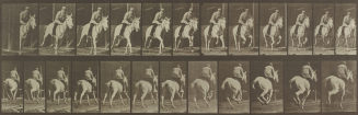 „Pandora“ galoppierend, gesattelt, Animal Locomotion, Platte 635