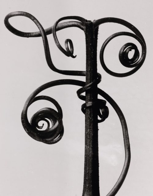 Karl Blossfeldt (Künstler*in), Cucurbita. Kürbisranke, 4mal vergrößert, 1900–1928