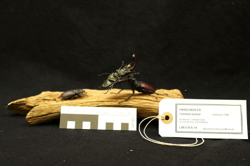 LMD.HEX-14, Lucanus cervus