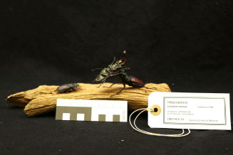 LMD.HEX-14, Lucanus cervus