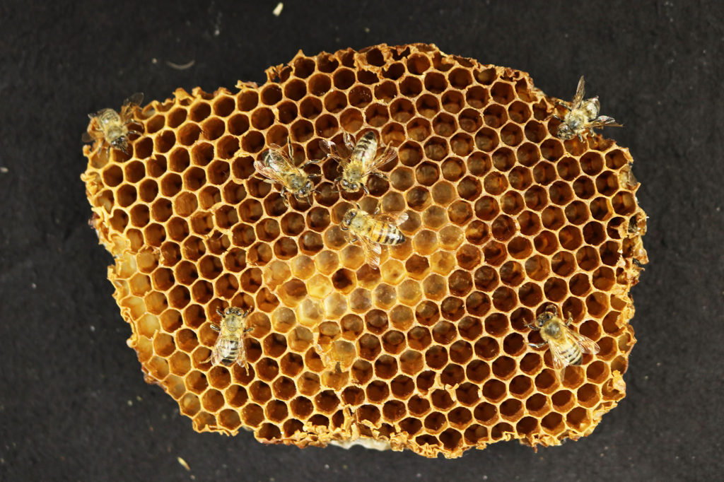 LMD.HEX-13, Apis mellifera