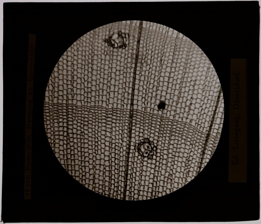 Glasdia, Mikroskopische Aufnahme -  Querschnitts von Pinus-Holz, Harzgang, ca. Anfang 20. Jahrh ...