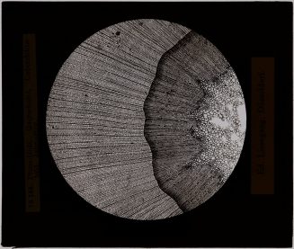 Glasdia, Mikroskopische Aufnahme - Querschnitt von Pinus-Holz, ca. Anfang 20. Jahrhundert