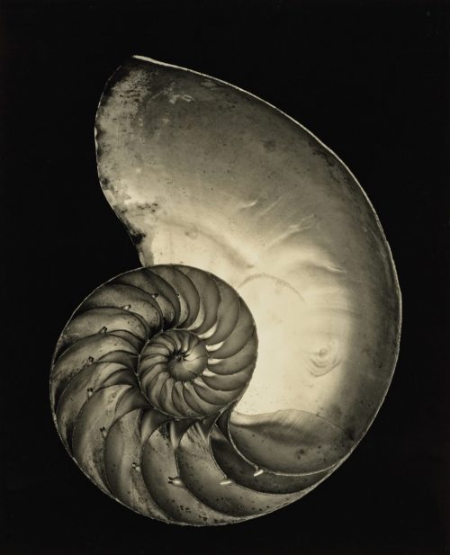 Edward Weston (Künstler*in), Muschel, 1927