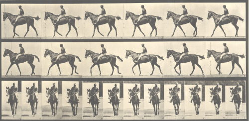 Eadweard Muybridge (Künstler*in), Animal Locomotion, Pferde, Platte 580, „Annie G.“ gehend, gesattelt, 1887