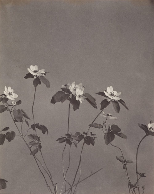 Edwin Hale Lincoln (Künstler*in), Anemonella Thalictroides, Buschwindröschen, ca. 1900–1910