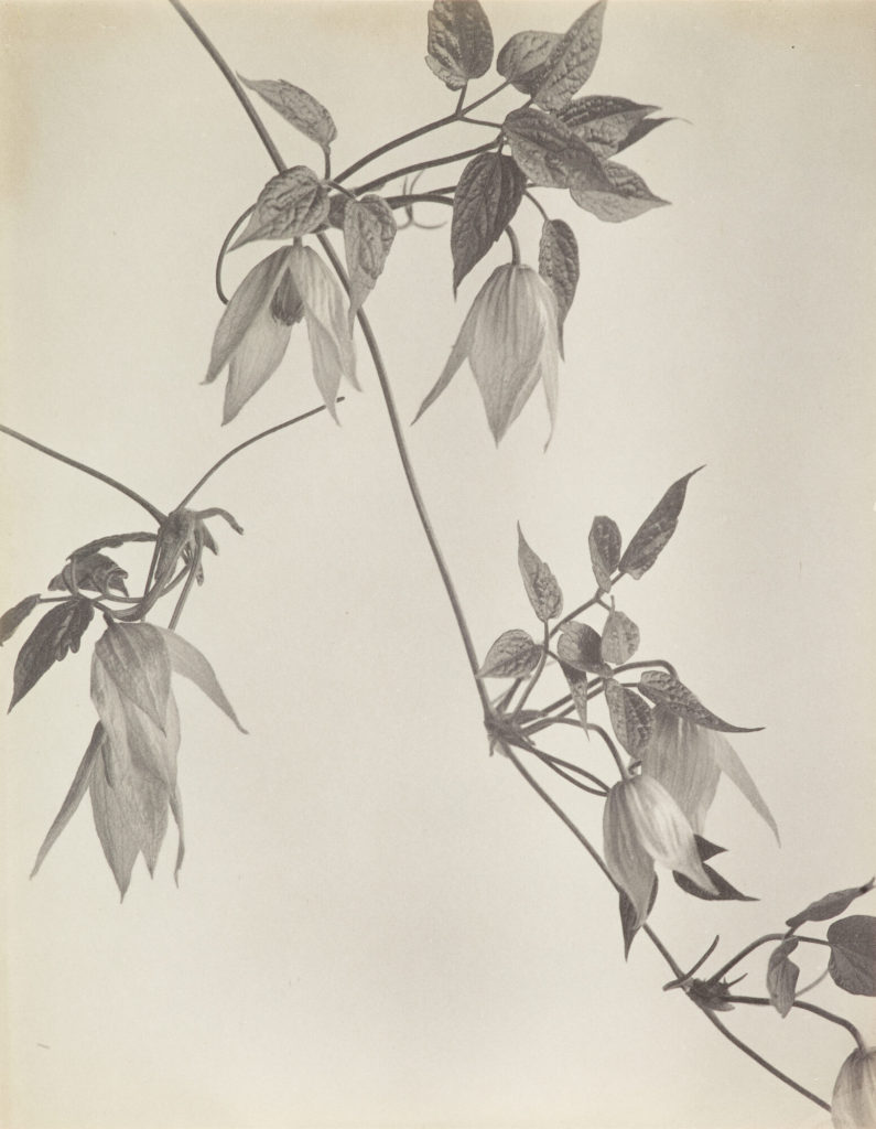 Purpurrote Clematis, Purpurrote Jungfrau-Laube