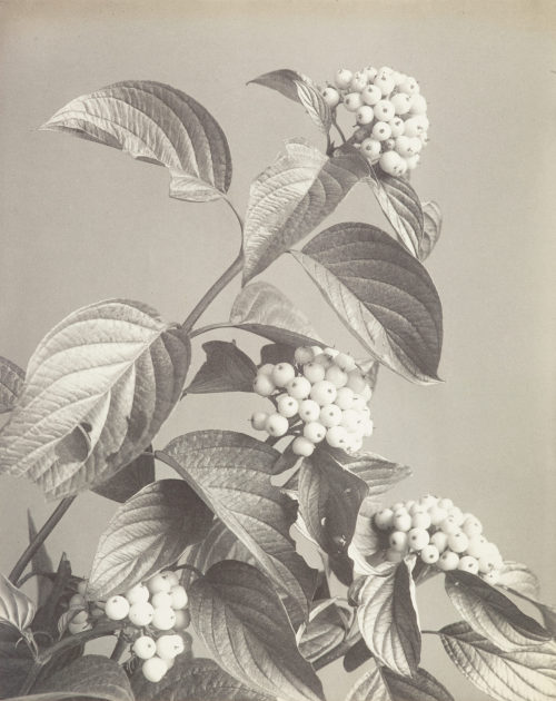 Edwin Hale Lincoln (Künstler*in), Asiatischer roter Blüten-Hartriegel, ca. 1900–1910