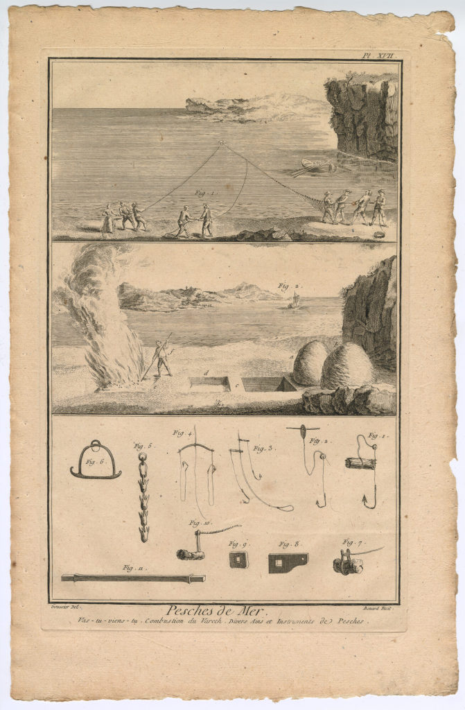 Pesches de Mer. Vas-tu-viens-tu. [...] (Pl. XVII.)