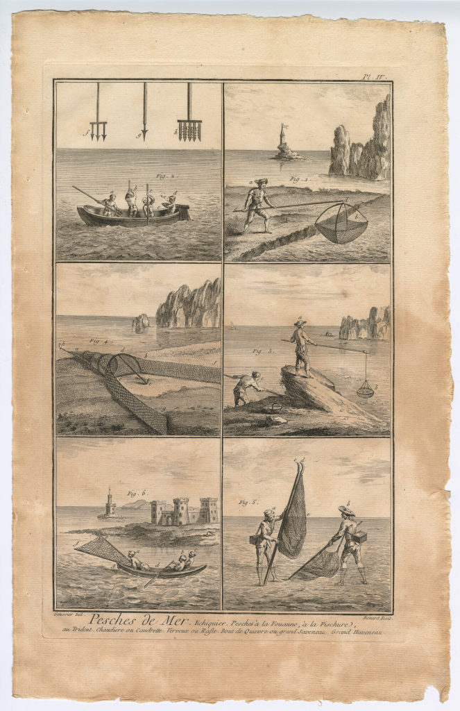 Pesches de Mer. Echiquier. [...] (Pl. IV.)
