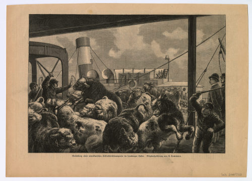 Heinrich Leutemann (Künstler*in), Ausladung eines amerikanischen Schlachtviehtransports im hamburger Hafen., 19. Jahrhundert