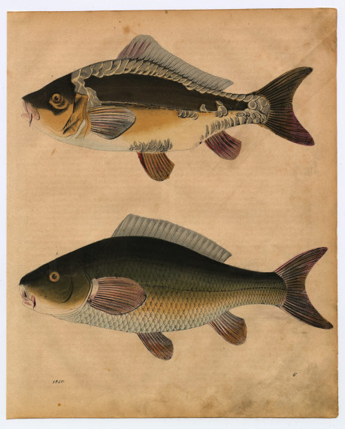 Unbekannt (Künstler*in), Blatt mit zwei Abbildungen: "Spiegelkarpfen", "Der gemeine Karpfen", 1850