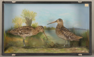 Diorama: Doppelschnepfe, Doppelschnepfe