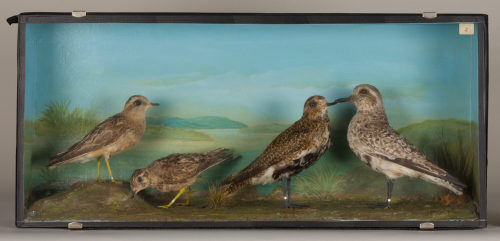 Dr. Peter Frey (Urheber*in), Diorama: Mornellregenpfeifer, Mornellregenpfeifer, Goldregenpfeifer, Kiebitzregenpfeifer, 1890–1952