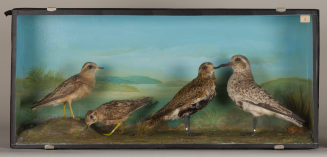 Diorama: Mornellregenpfeifer, Mornellregenpfeifer, Goldregenpfeifer, Kiebitzregenpfeifer