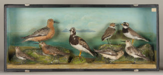 Diorama: Sandregenpfeifer, Seeregenpfeifer, Steinwälzer, Knutt, Sichelstrandläufer, Temminckstrandläufer, Sanderling, Sanderling