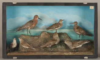 Diorama: Zwergstrandläufer, Zwergstrandläufer, Temminckstrandläufer, Alpenstrandläufer, Alpenstrandläufer, Alpenstrandläufer, Sichelstrandläufer