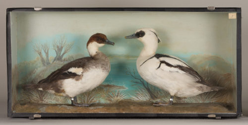 Dr. Peter Frey (Urheber*in), Diorama: Zwergsäger, 1890–1952