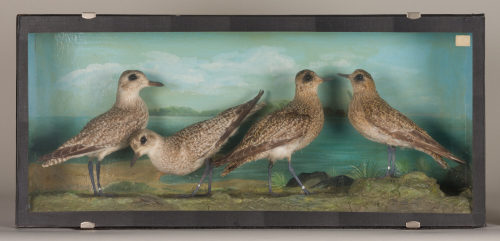 Dr. Peter Frey (Urheber*in), Diorama: Kiebitzregenpfeifer, Kiebitzregenpfeifer, Goldregenpfeifer, Goldregenpfeifer, 1890–1952