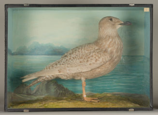 Diorama: Eismöwe