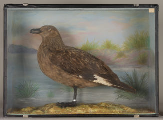 Diorama: Große Raubmöwe