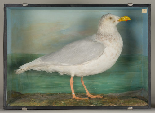 Dr. Peter Frey (Urheber*in), Diorama: Eismöwe, 1890–1952
